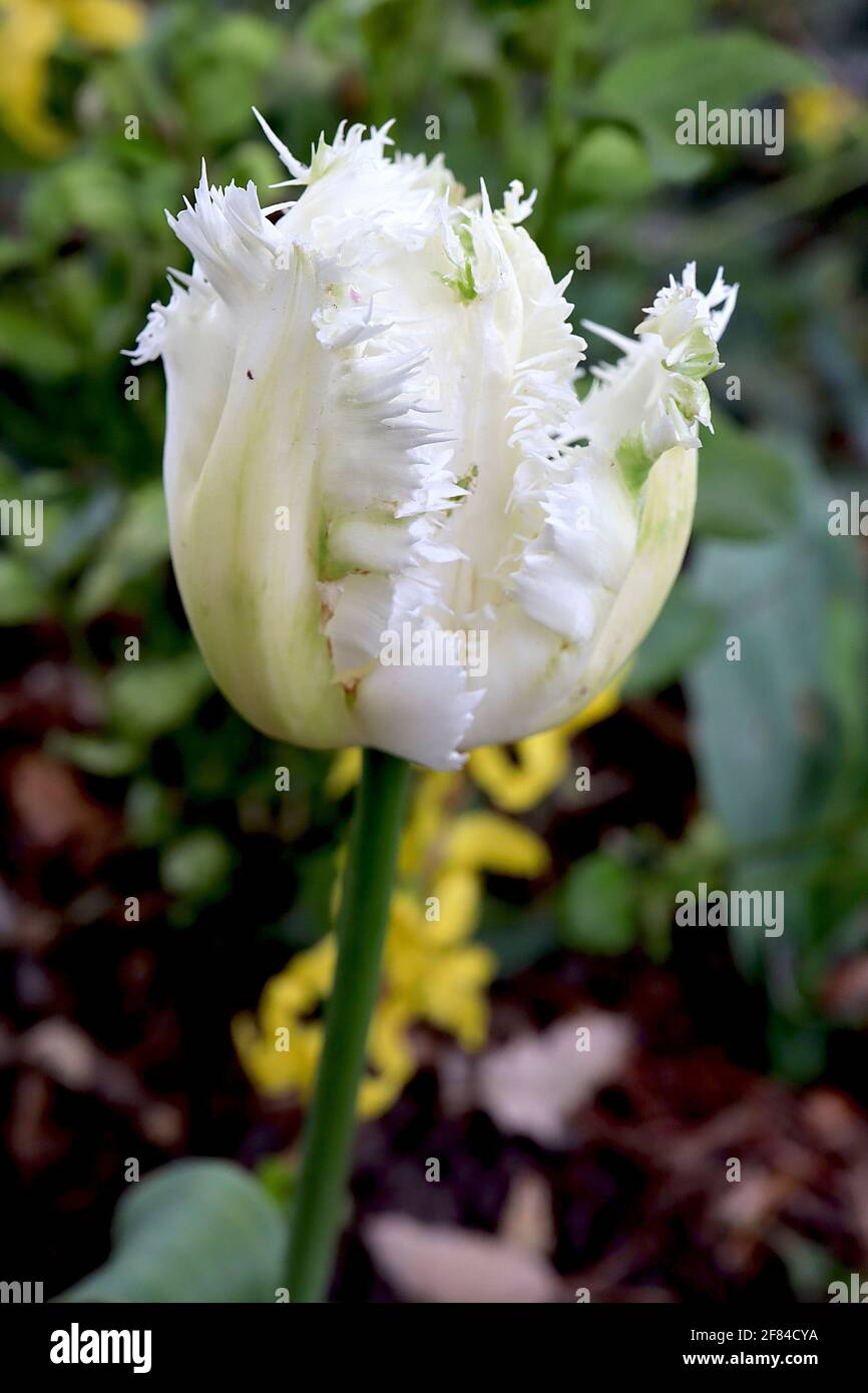 Tulipa ‘Honeymoon’  Fringed 7 Honeymoon tulip - white flowers, faint pale green flush, white fringes, April, England, UK Stock Photo