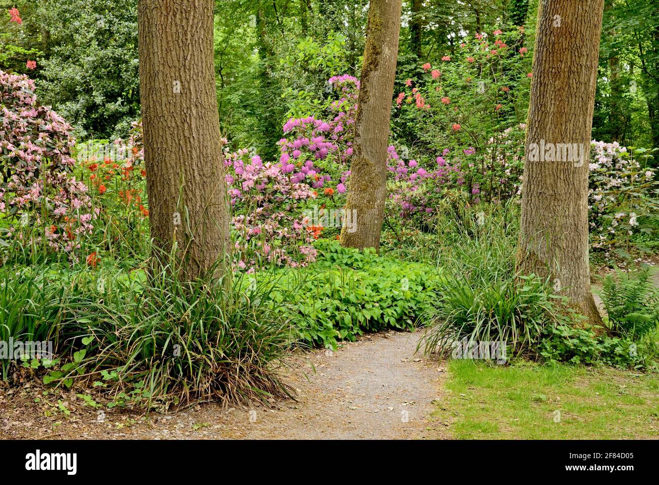 Rhododendron Park Bad Sassendorf, walk among trees, rhododendrons and  azaleas in bloom, North Rhine-Westphalia, Germany Stock Photo - Alamy