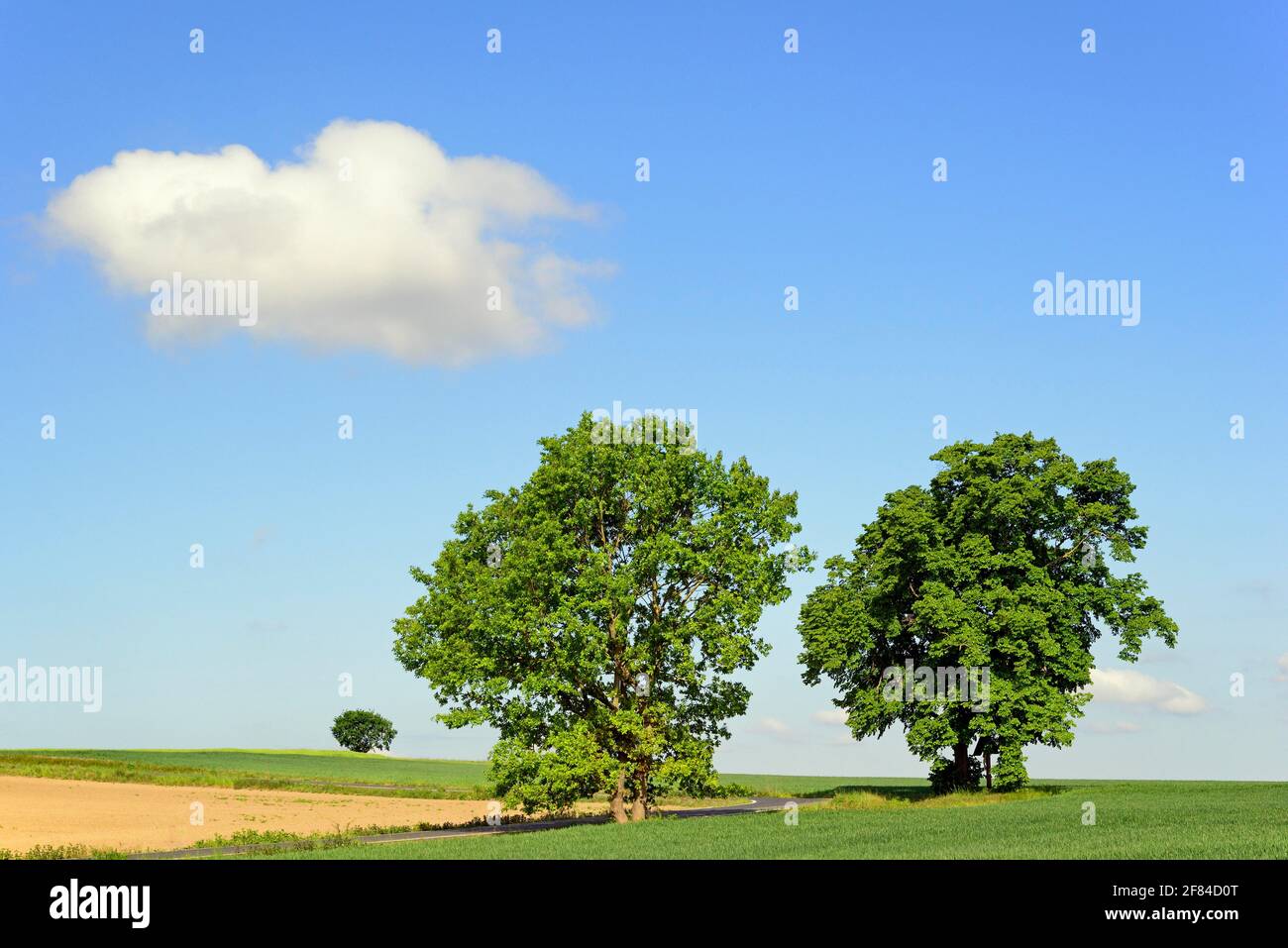 Deciduous trees at a country road, lime trees (Tilia) with wayside cross, blue sky with cloud, North Rhine-Westphalia, Germany Stock Photo