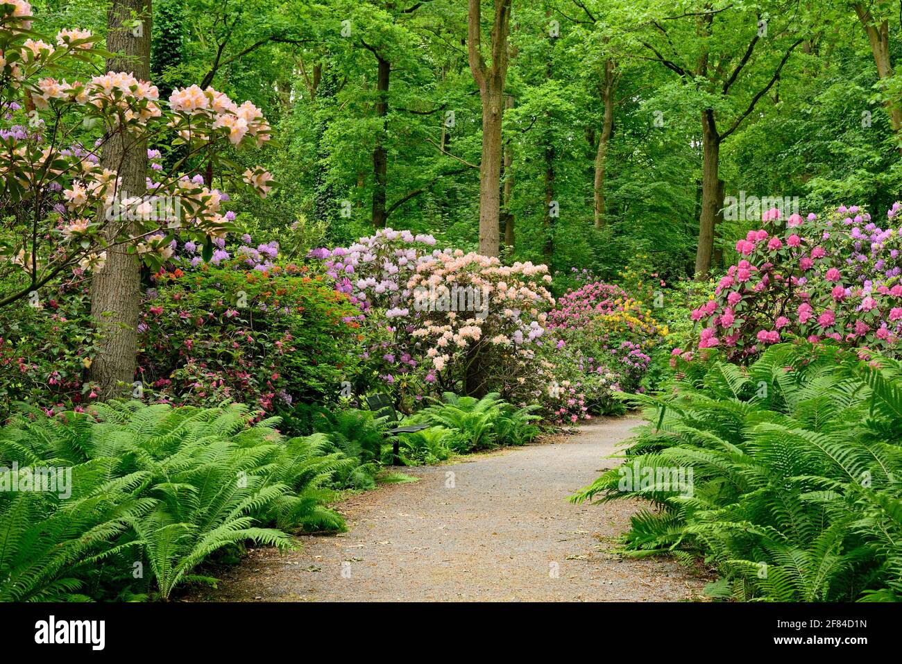 rhododendron maharani Rhododendron Maxium Roseum 27-30