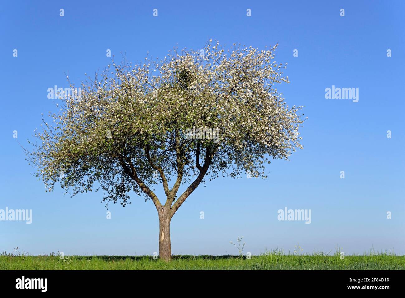 Apple tree (Malus) at blossom time, blue sky, North Rhine-Westphalia, Germany Stock Photo