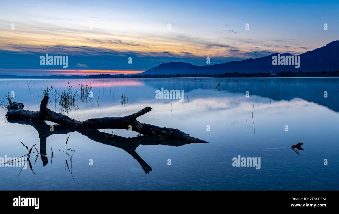 Tree trunk on water surface with reflection at blue hour, Forggensee, Ostallgaeu, Bavaria, Germany Stock Photo