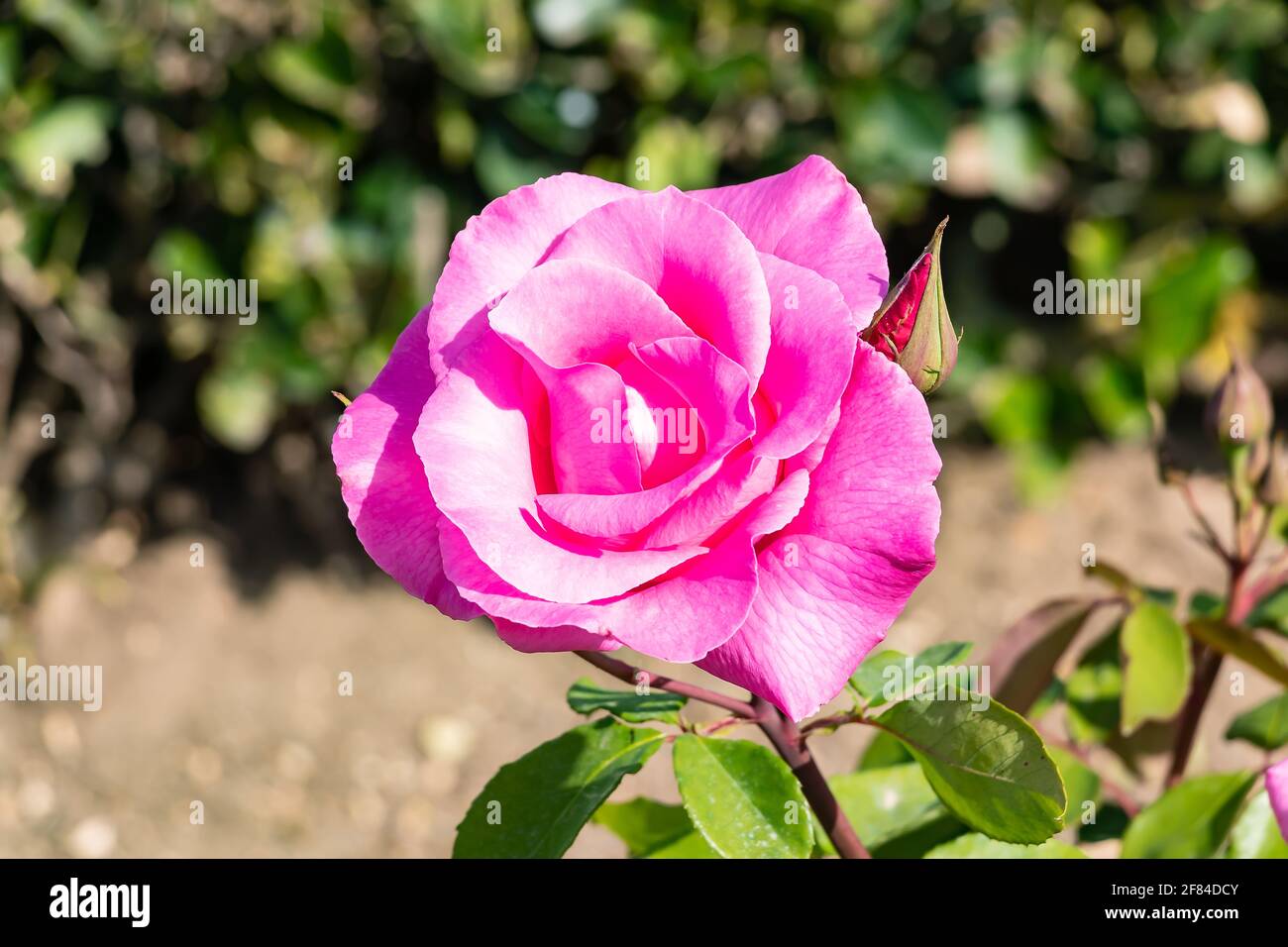 Pink rose. The Rosa genus is made up of a well-known group of generally thorny and flowery shrubs, the main representatives of the Rosaceae family.The Stock Photo