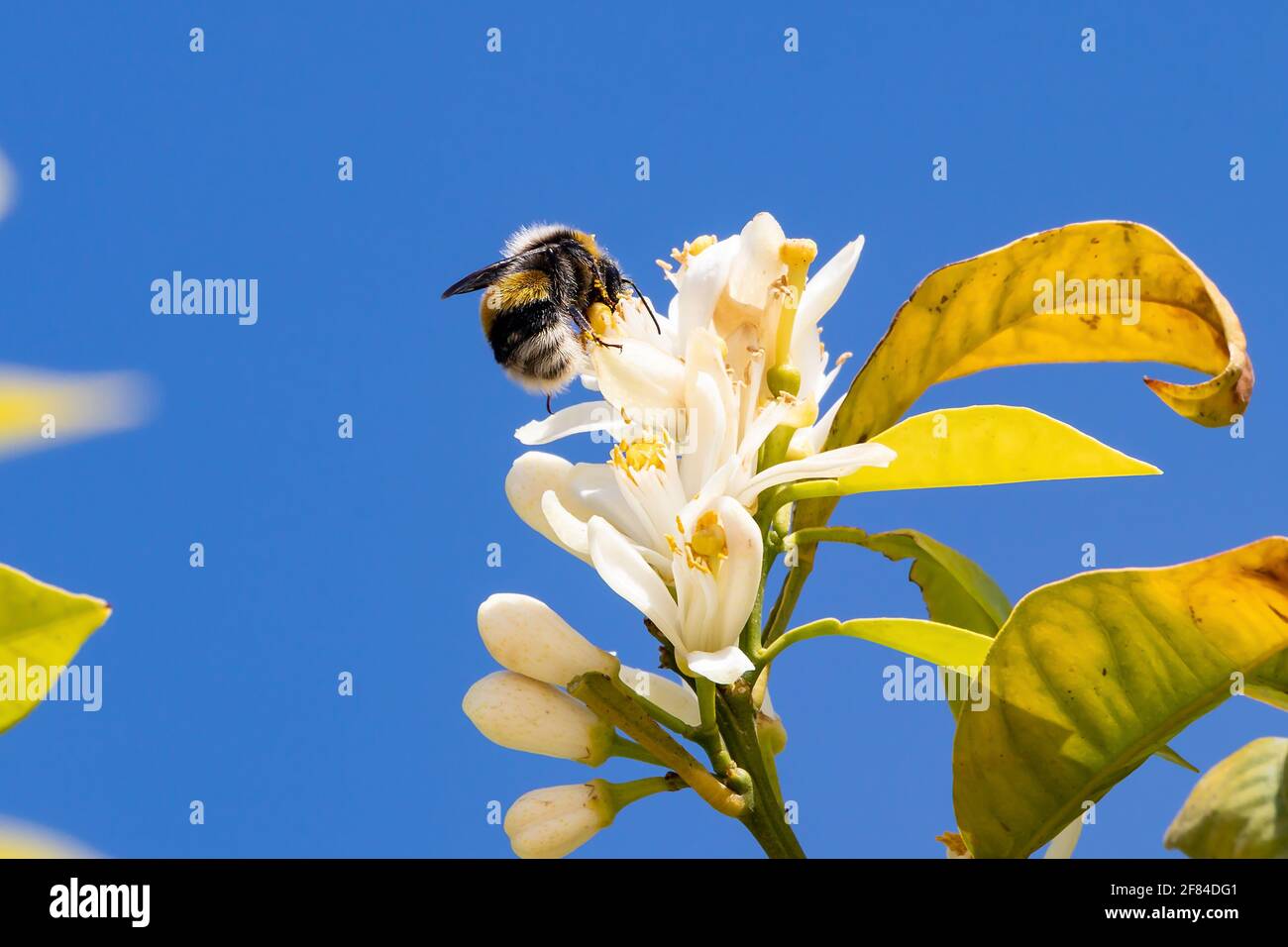 Buff-tailed Bumblebee, Bombus terrestris, sucking nectar on orange blossom, Citrus sinensis Stock Photo