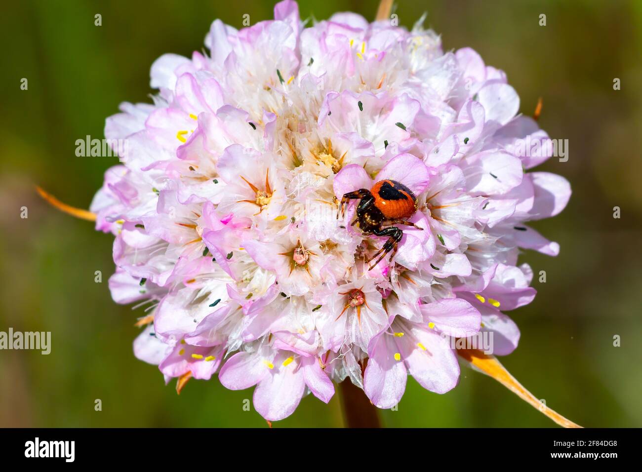 Synema globosum, a species of spiders from the family Thomisidae ,crab spiders, called the Napoleon spider over a Armeria plant known as lady's cushio Stock Photo