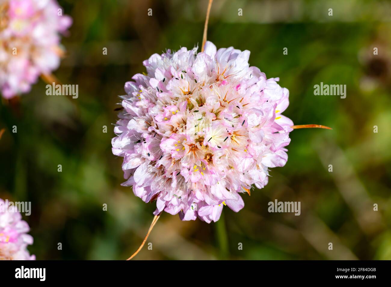 Armeria SP. is a genus of flowering plants. These plants are sometimes known as lady's cushion, thrift, or sea pink .The genus counts over a hundred s Stock Photo