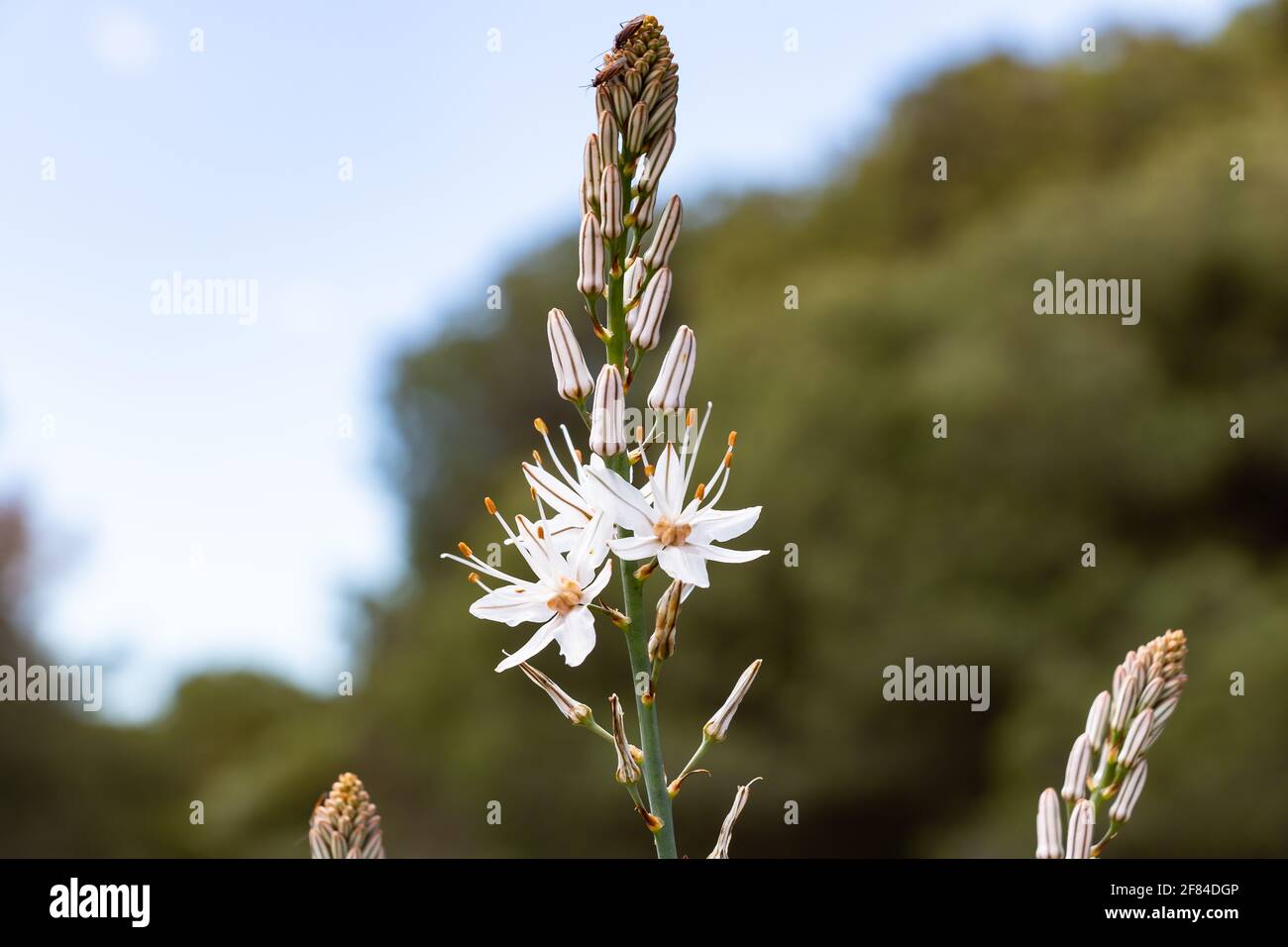 Asphodelus L., Sp. is a genus of mainly perennial flowering plants in the asphodel family Asphodelaceae. The genus was formerly included in the lily f Stock Photo