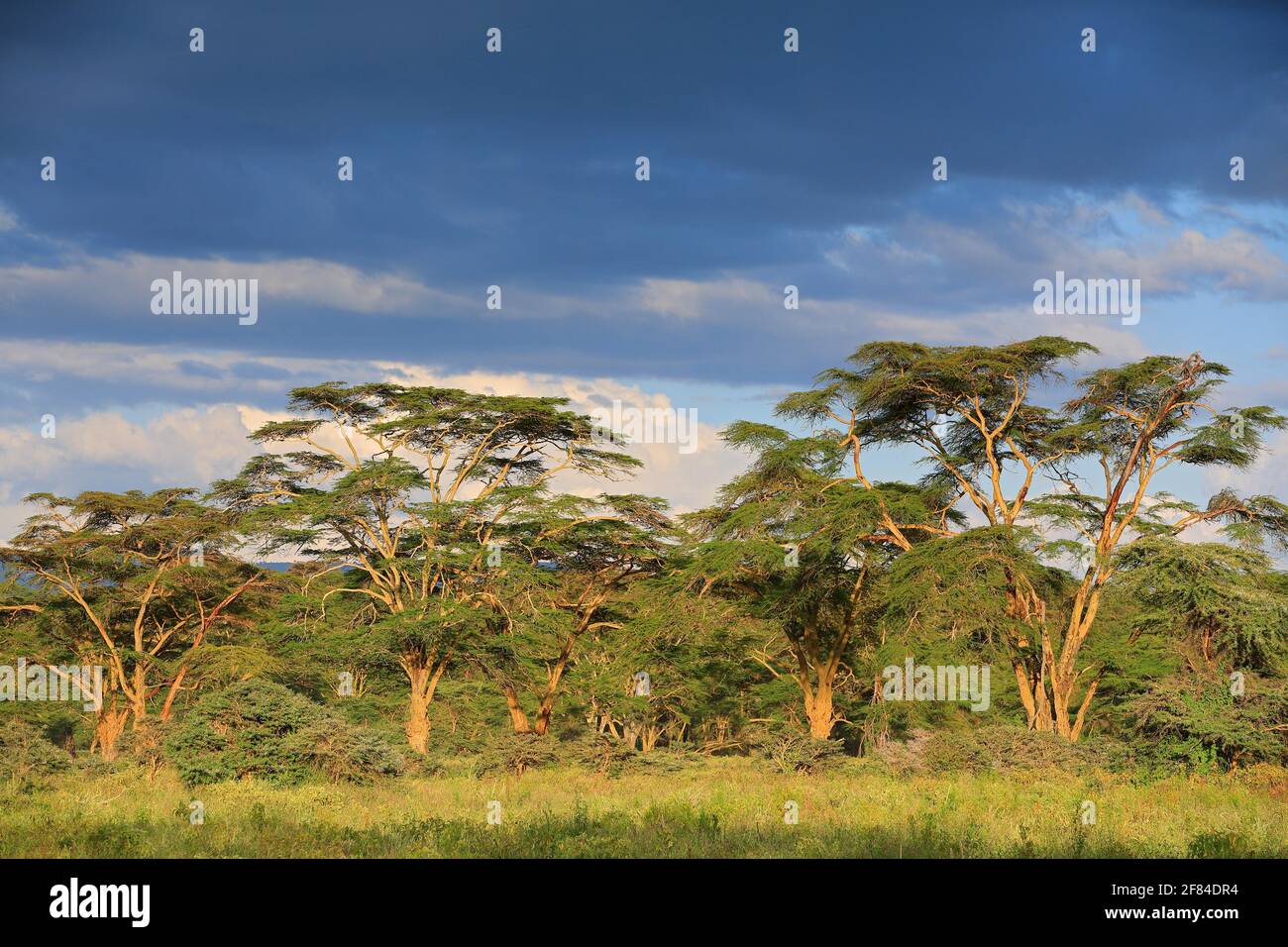 Feverfew acacia, yellowbark acacia (Vachellia xanthophloea), forest, Amboseli National Park, Kenya Stock Photo