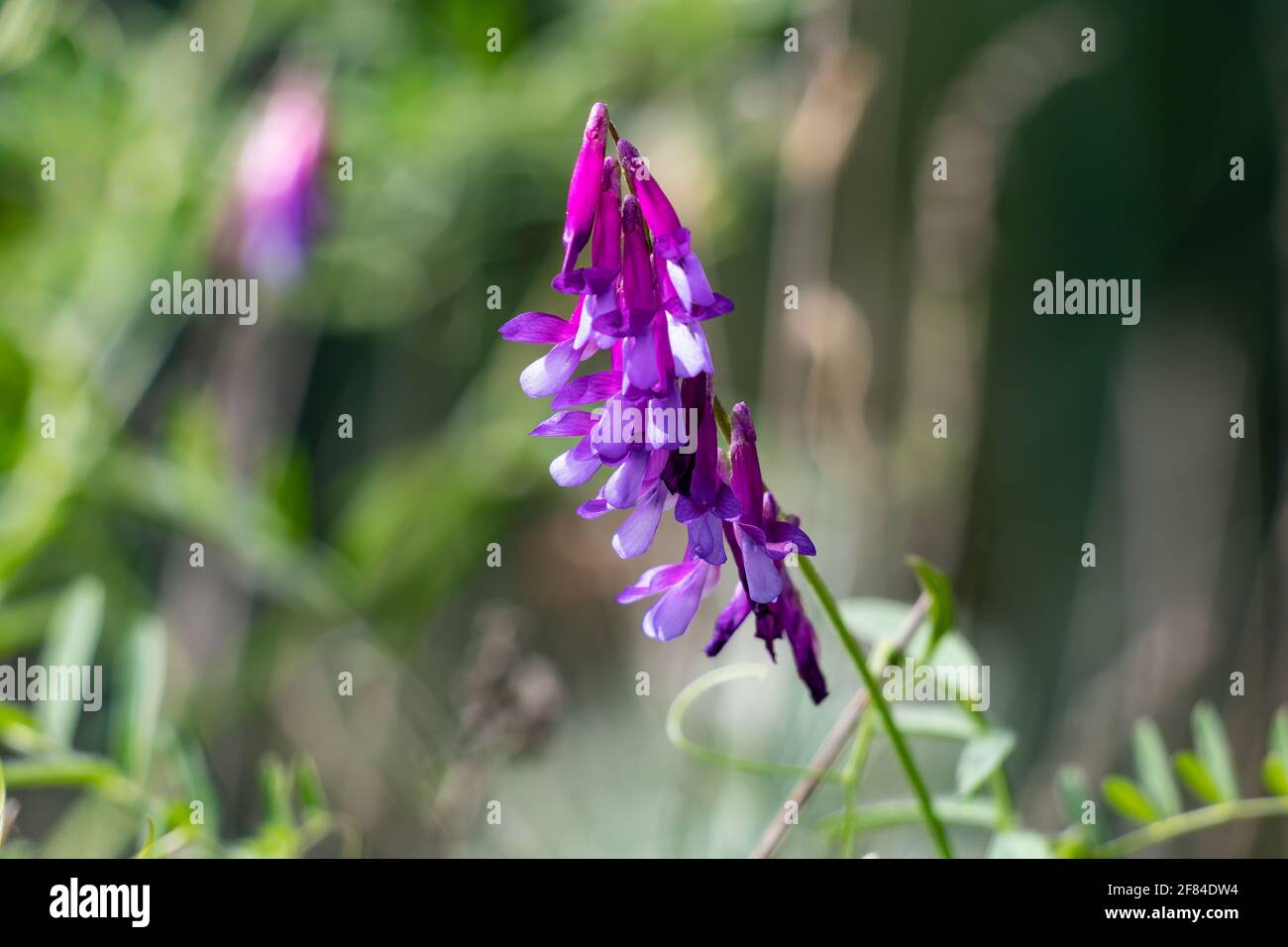 Vicia SP. maybe the cracca, villosa, dasycarpa, tenuifolia Roth, disaperma or monantha type. Vicia is a genus of herbaceous of the Fabaceae family wit Stock Photo