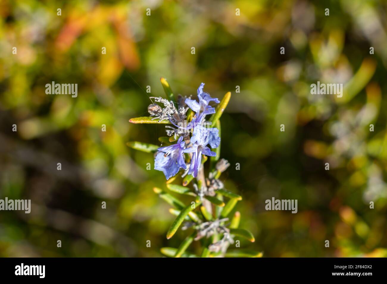 Salvia rosmarinus, commonly known as rosemary, is a shrub with fragrant, evergreen, needle-like leaves and white, pink, purple, or blue flowers, nativ Stock Photo