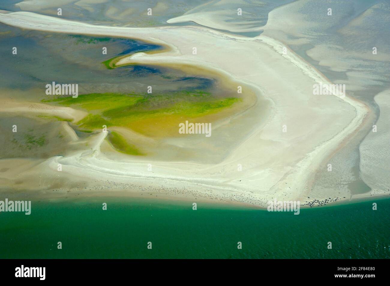 Sandbank at the northern tip of Texel, berth of seals and grey seals, Texel Island, North Sea, North Holland, Netherlands Stock Photo