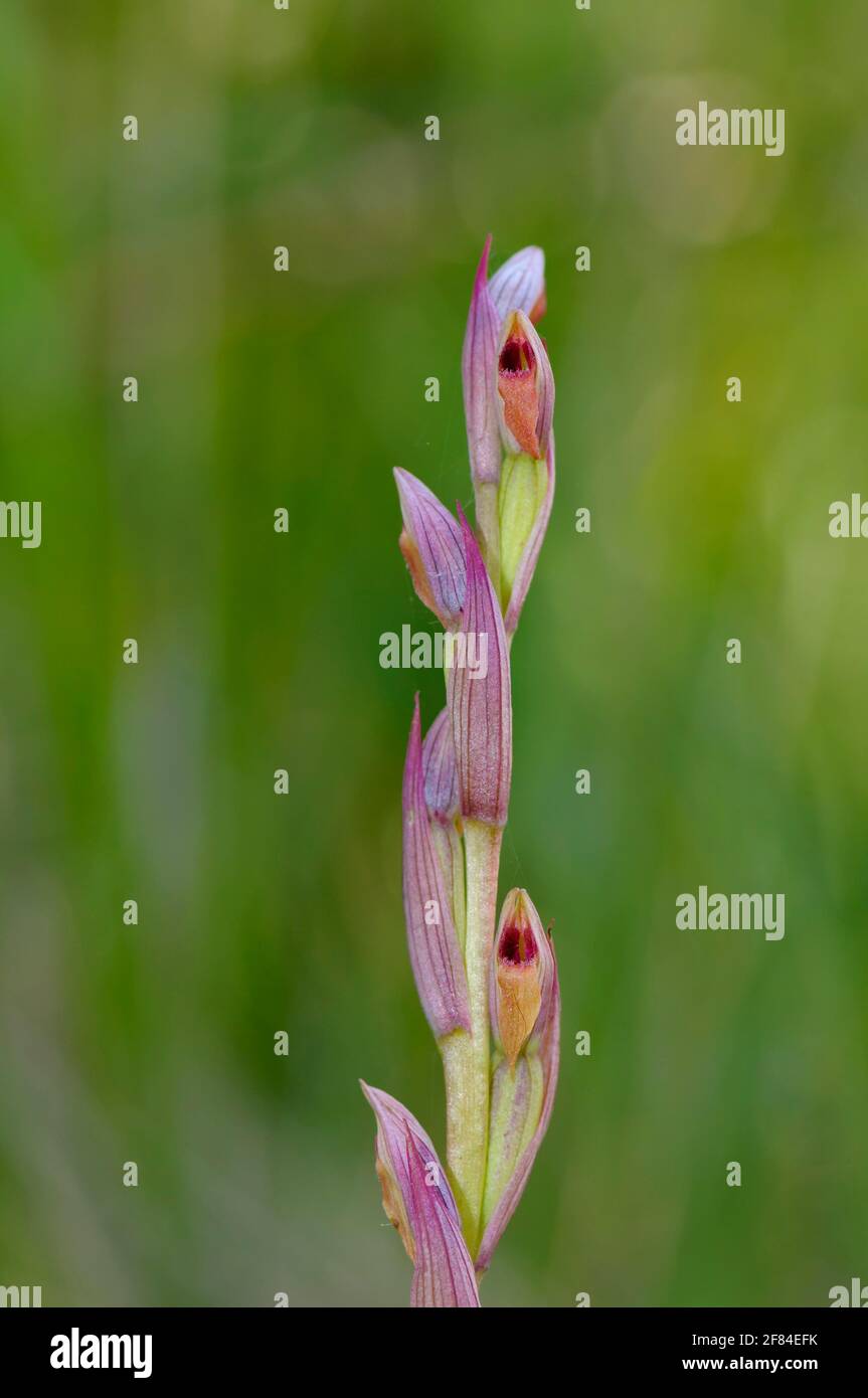 Small-flowered tongue-twister, Albufera, Majorca (Serapias parviflora), Spain Stock Photo
