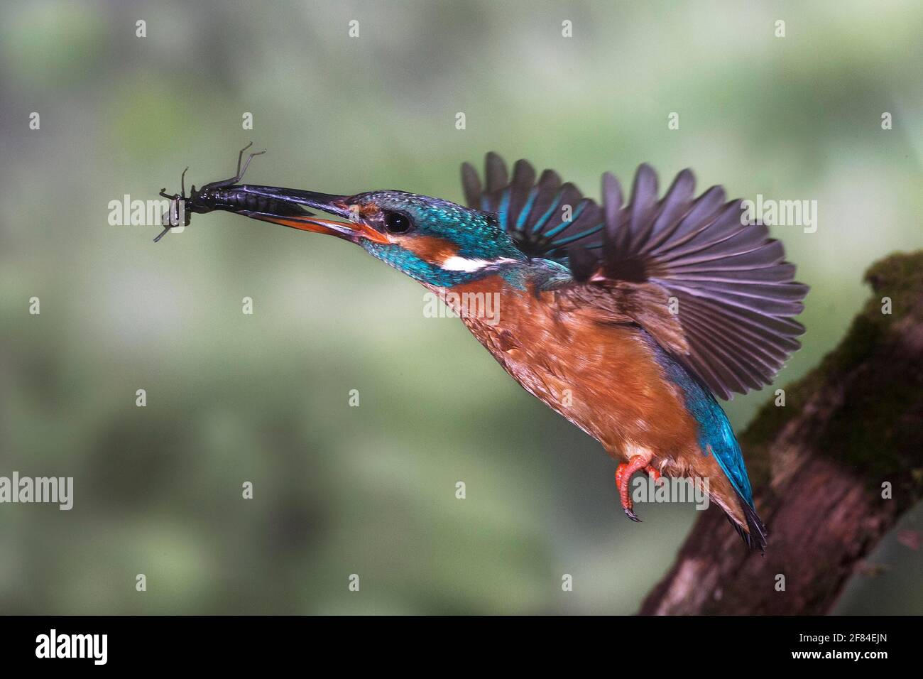 Common kingfisher (Alcedo atthis) approaching with dragonfly larvae to the breeding site in the steep bank, North Rhine-Westphalia, Germany Stock Photo