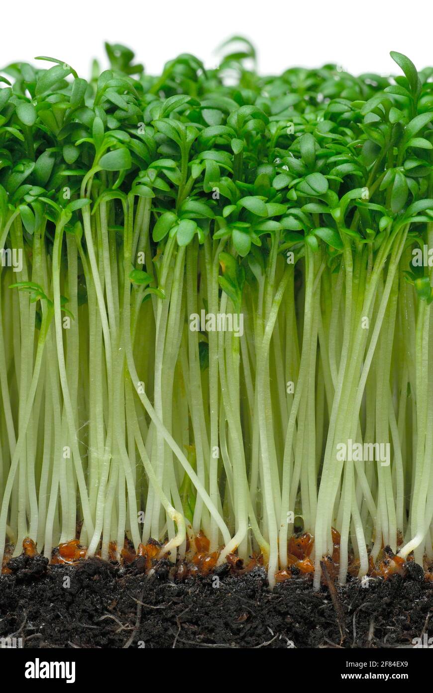 Garden cress (Lepidium sativum) on growing soil, garden cress Stock