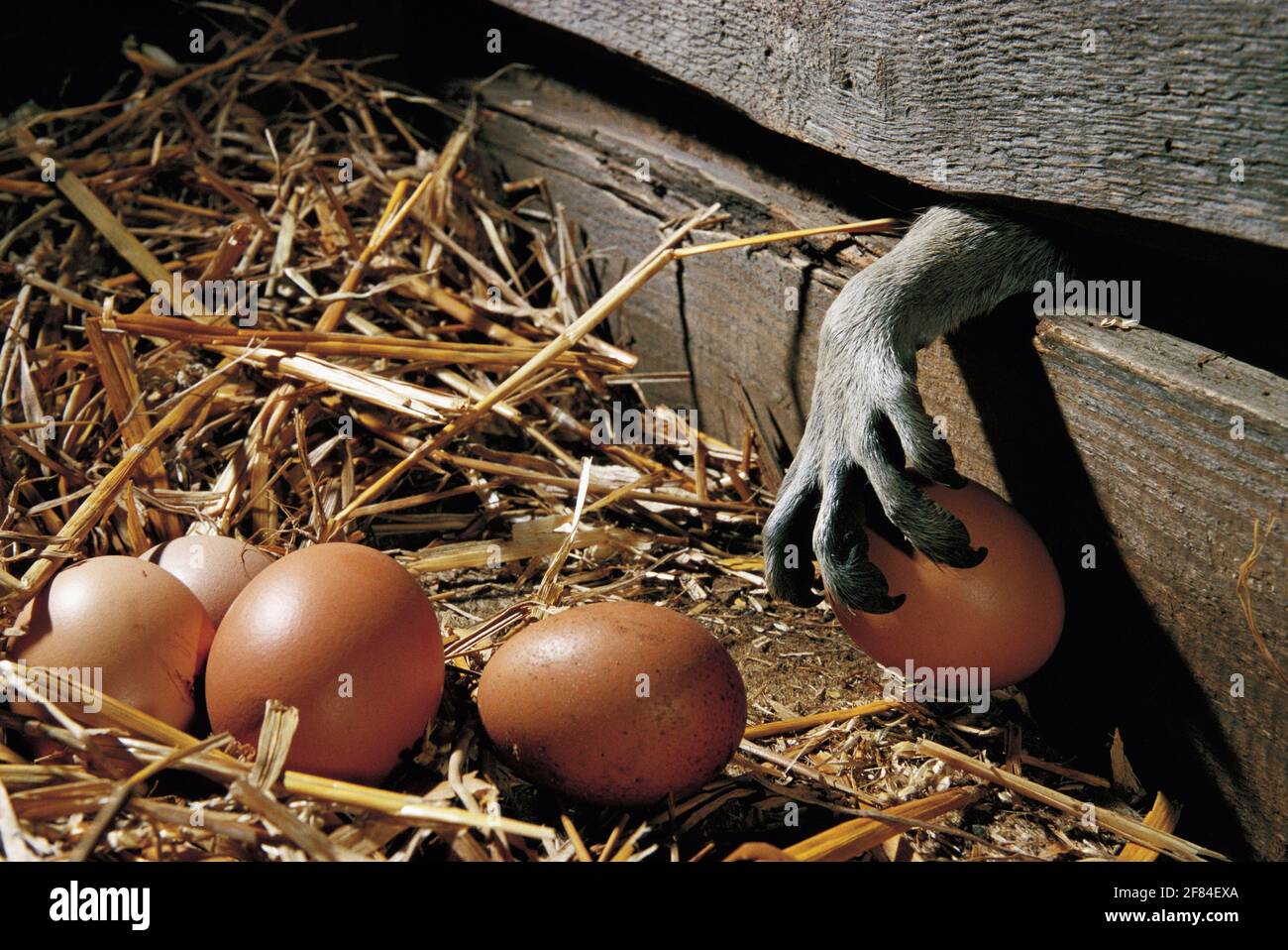 Raccoon (Procyon lotor) steals chicken eggs, raccoon, chicken coop, paw Stock Photo Alamy