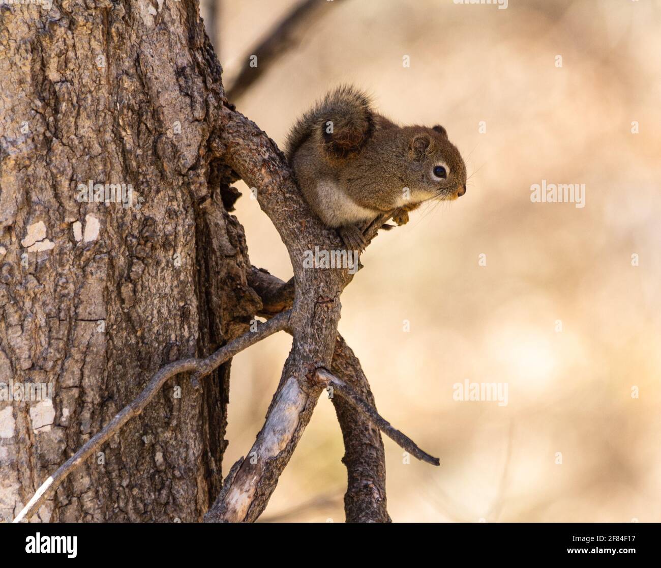 Small red squirrel perched in a tree, with its tail curled up on its back. Stock Photo