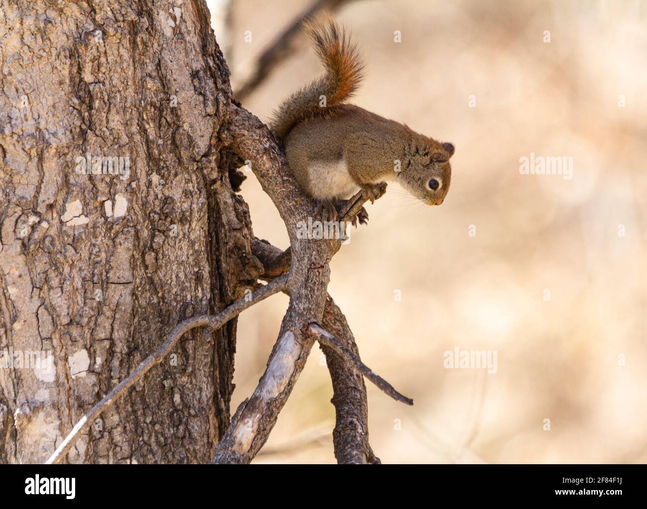 Small red squirrel looking down at a bird feeder hanging on a lower branch of the tree he is perched in. Stock Photo
