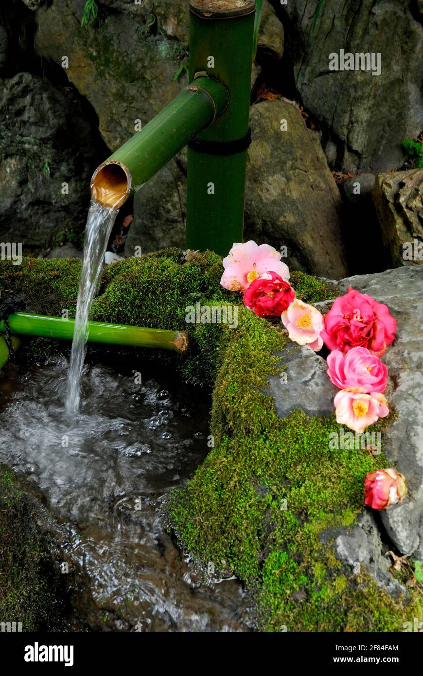 Fountain with mossy stones and camellia flowers, Kyoto, Japan Stock Photo