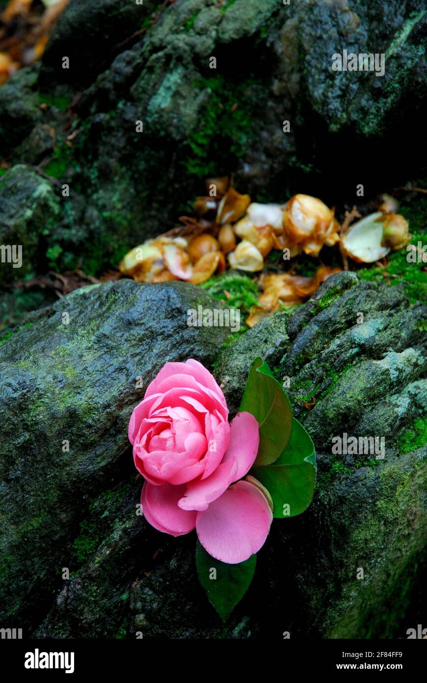Camellia (Camellia japonica) , tea bushes, Theaceae Stock Photo