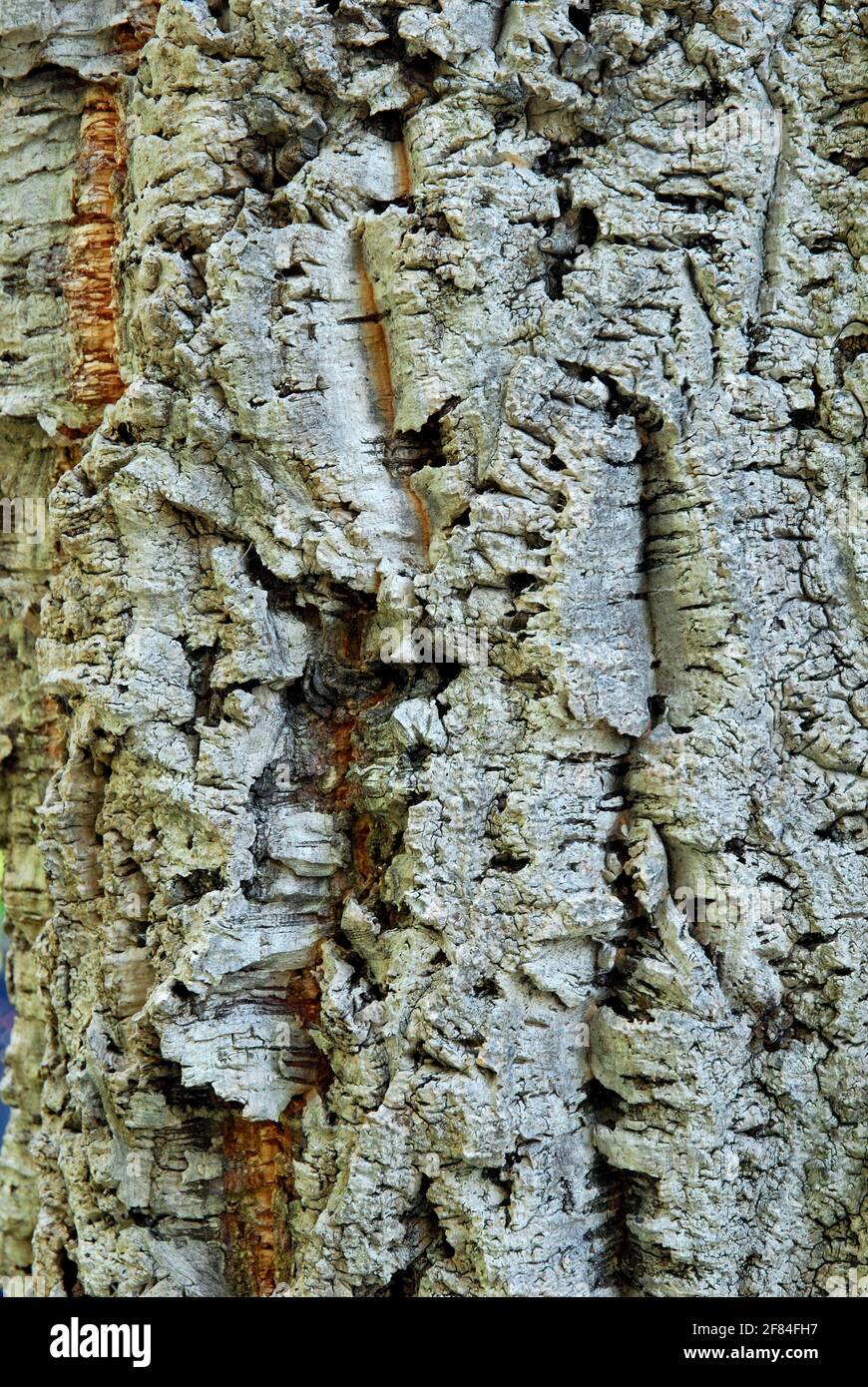 Quercus suber garden hi-res stock photography and images - Alamy