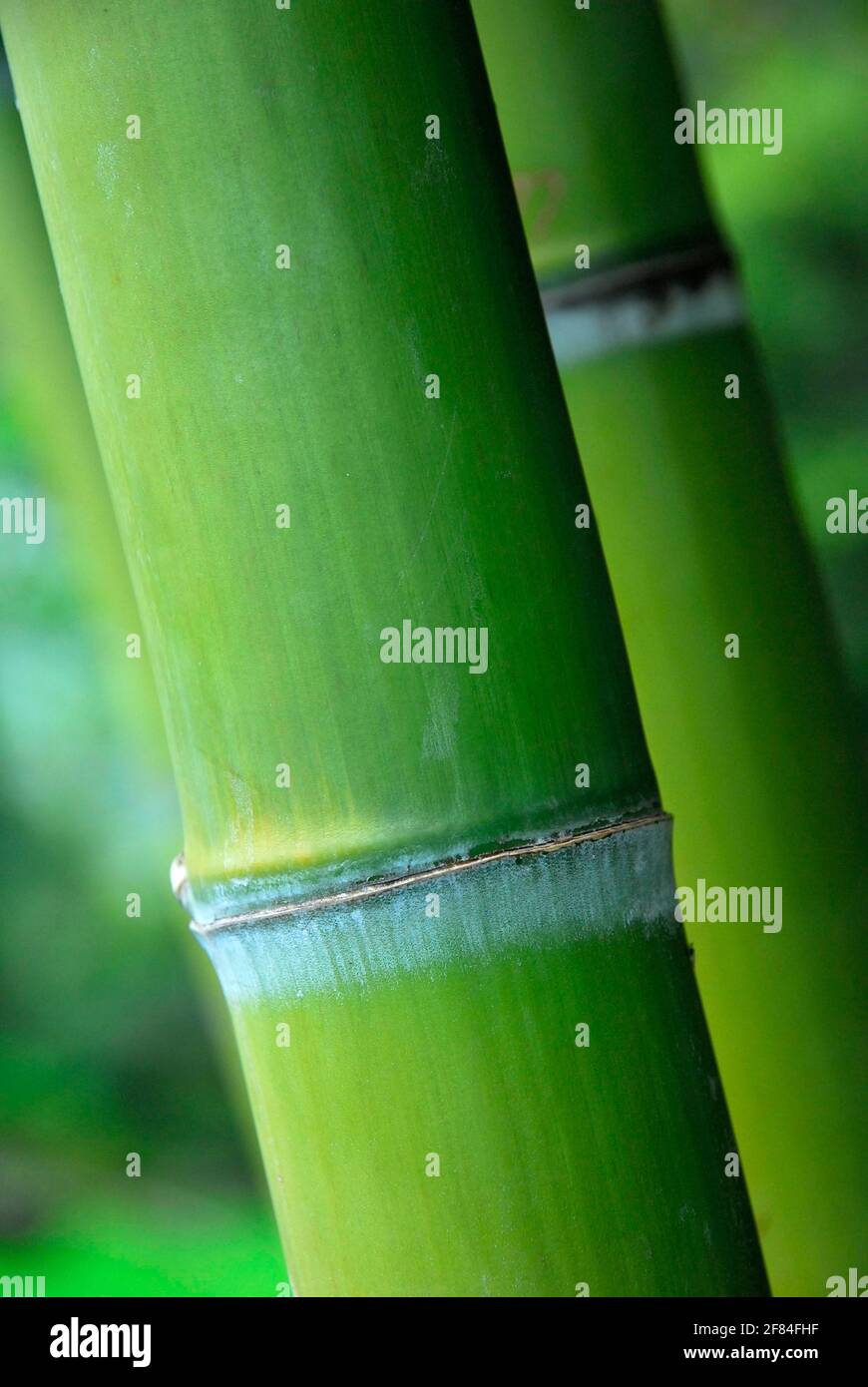 Bamboo trunk, bamboo, bamboo cane, bamboo stem Stock Photo Alamy