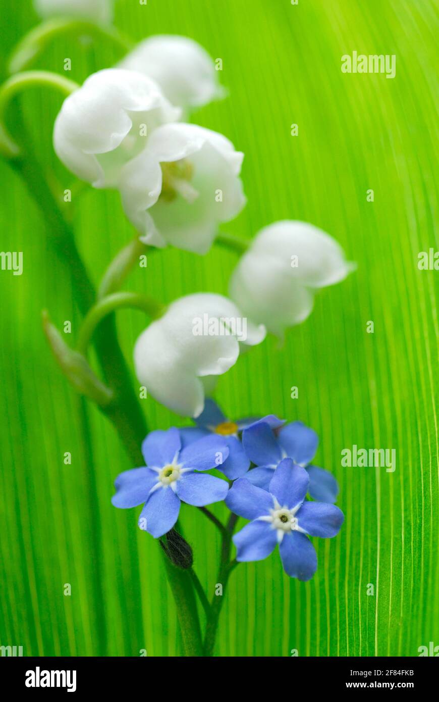 Forget-Me-Not (Covallaria majalis) and Lily of the Valley (Myosotis sylvatica) , Lily of the Valley Stock Photo