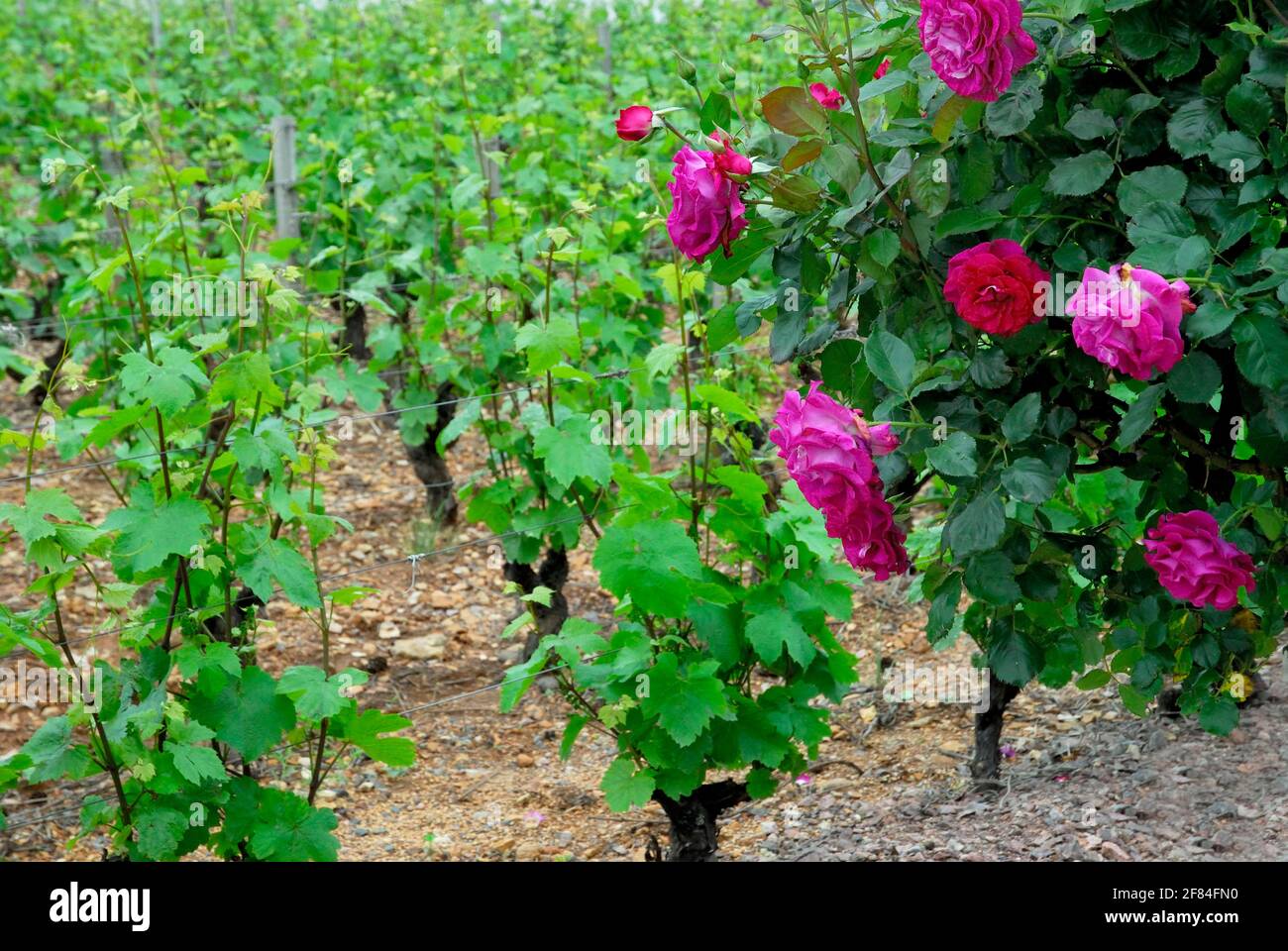 Roses as indicators for mildew, vines, grapevine, grapevines, early ...