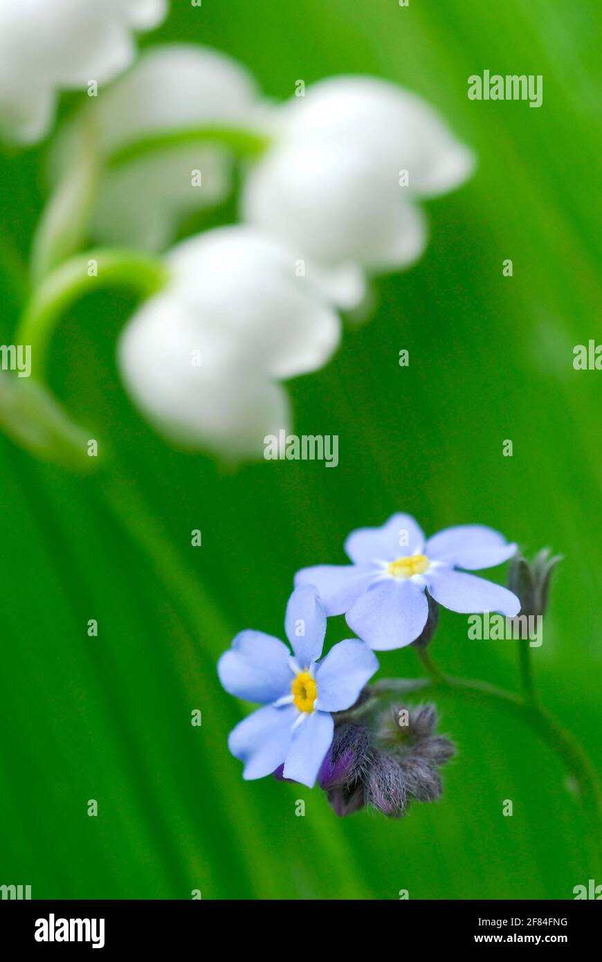 Forget-Me-Not (Covallaria majalis) and Lily of the Valley (Myosotis sylvatica) , Lily of the Valley Stock Photo