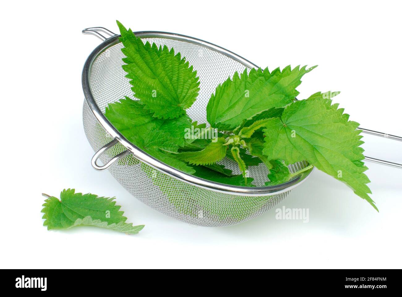 Large nettle (Urtica dioica) , nettle leaves in sieve Stock Photo