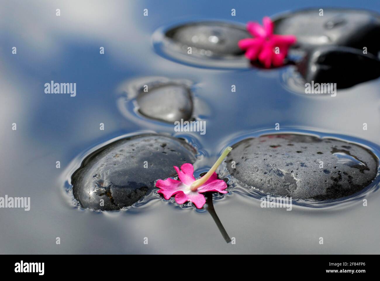 Flowers of verbena on stones in water (verbena hybrid) , verbena Stock