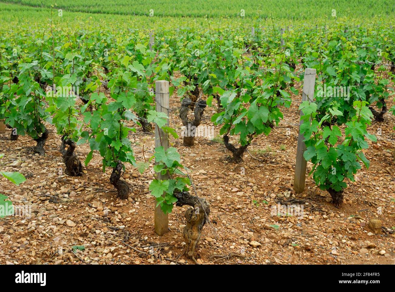Vineyard, vines, vine, vines, Beaujolais, France Stock Photo