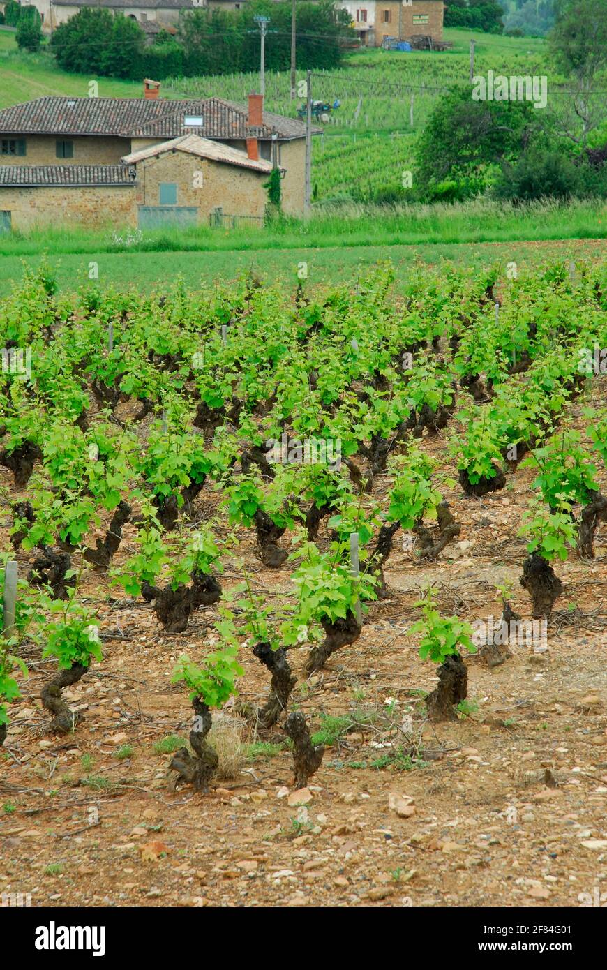 Vineyard, vines, vine, vines, Beaujolais, France Stock Photo