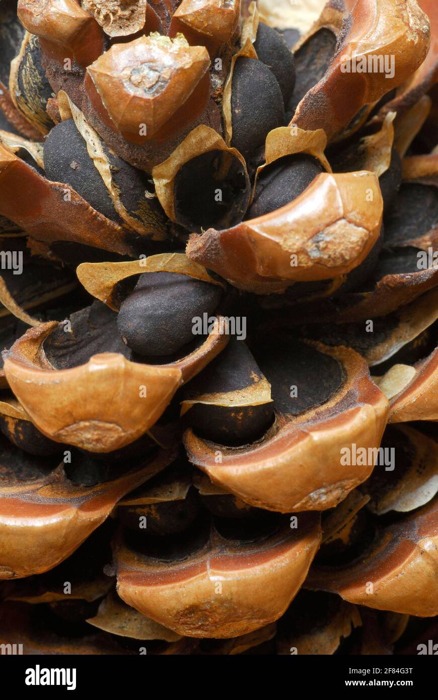 Stone Pinecores (Pinus pinea) in cones, Stock Photo