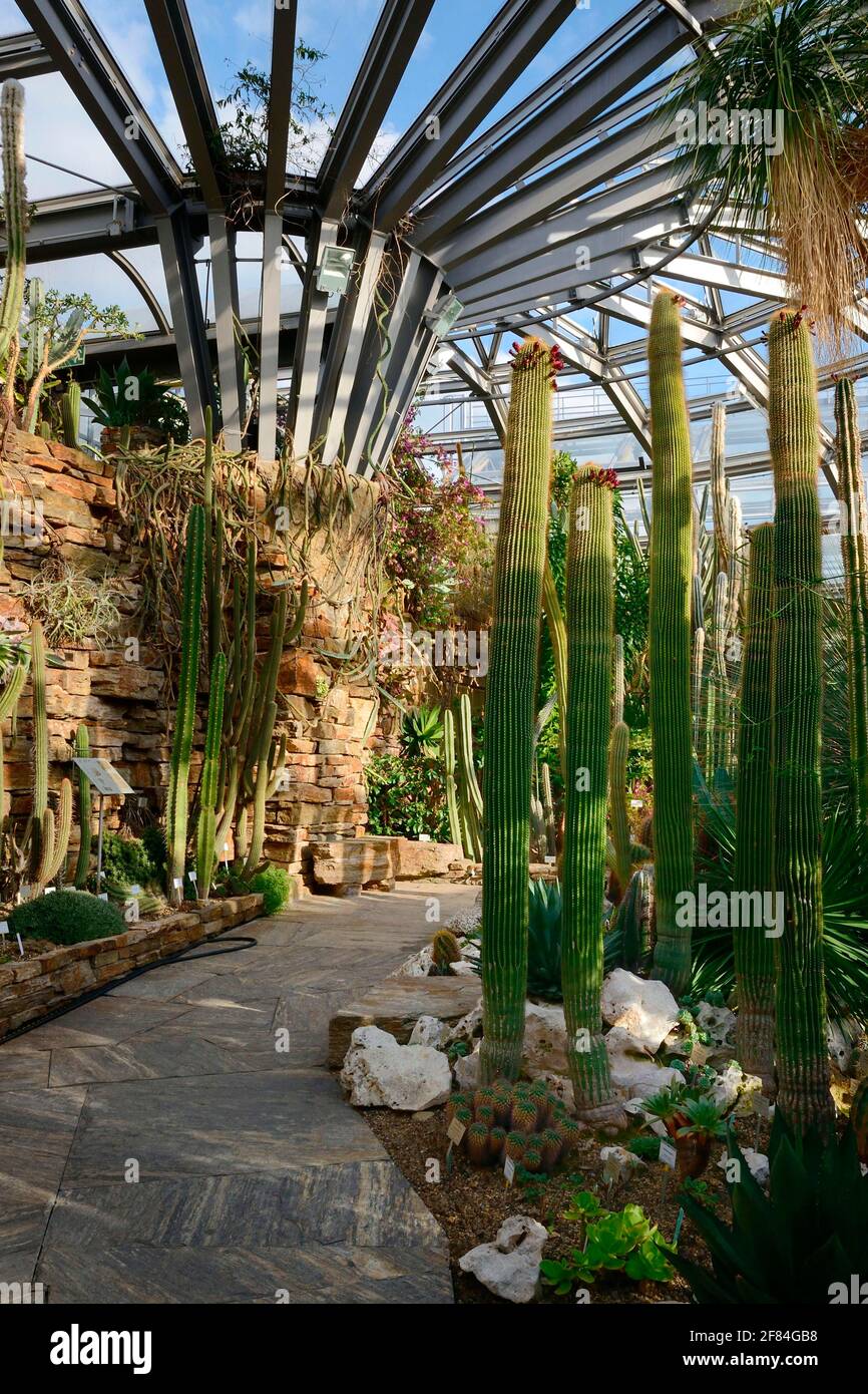 Botanical Garden, Greenhouse, Cactus House, Berlin-Lichterfelde, Berlin,  Germany Stock Photo - Alamy
