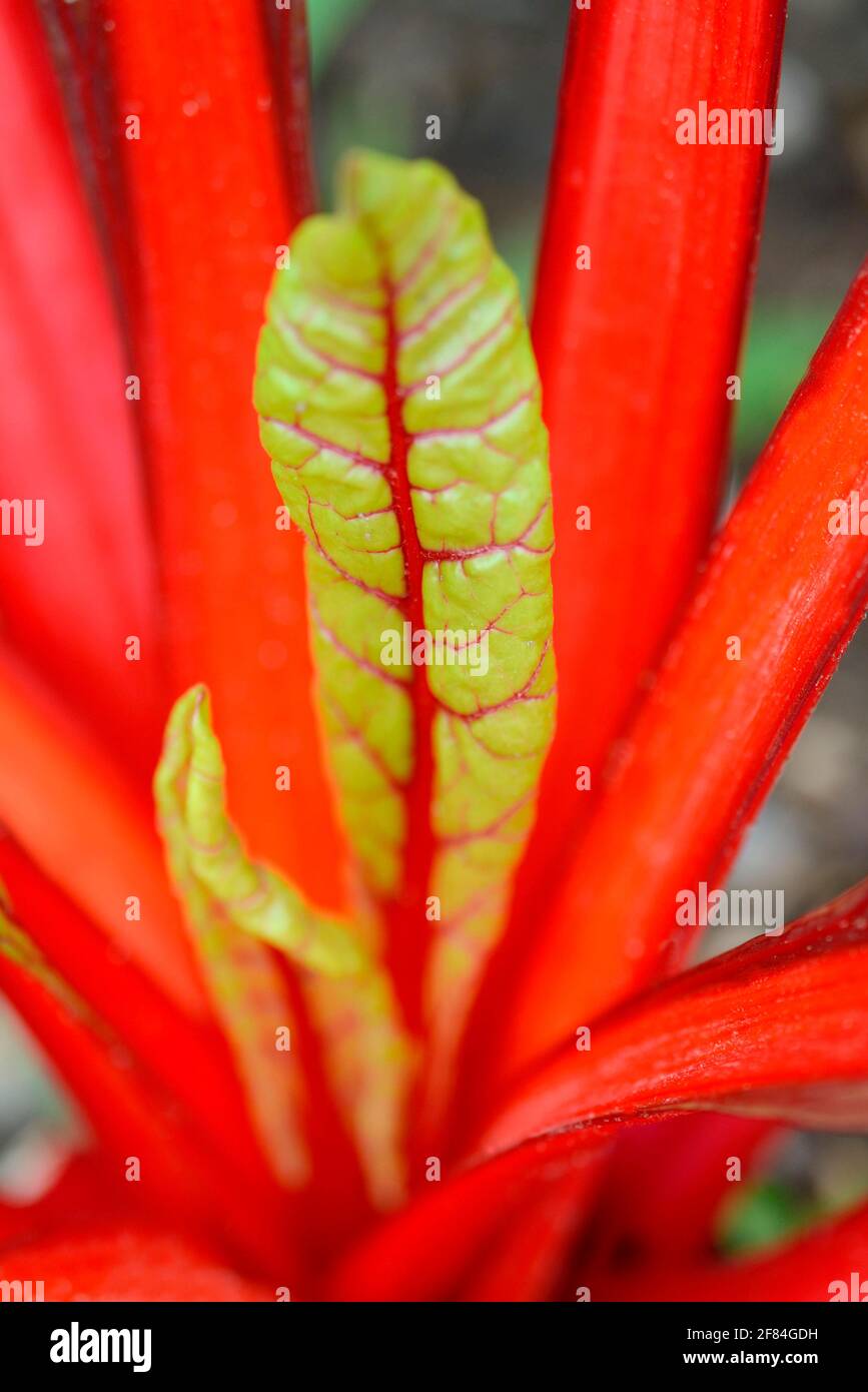 StemChard, variety Red Feurio (Beta vulgaris cicla var. flavescens) , Red Stock Photo