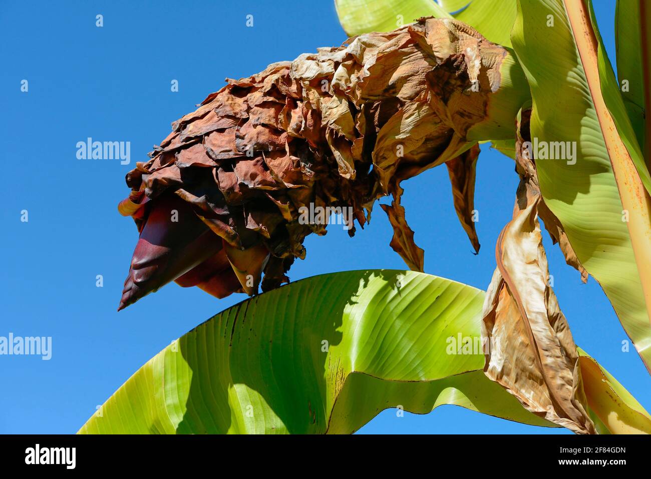 Banana (Ensete ventricosum (Musa) ventricosum, Ensete ventricosa) Stock Photo