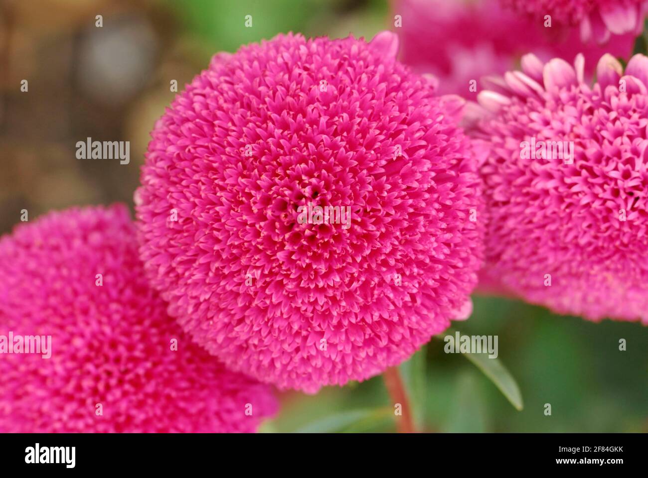 Chinese (Aster) , Biedermeier brilliant pink (Callistephus chinensis, Callistephus sinensis chinensis) Stock Photo