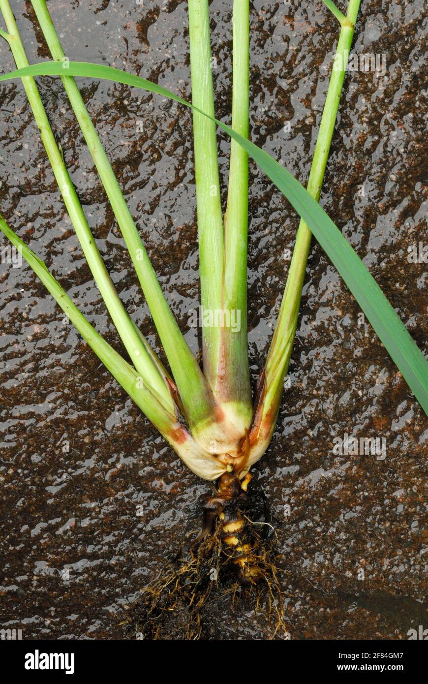 Lemongrass (Cymbopogon citratus) Stock Photo