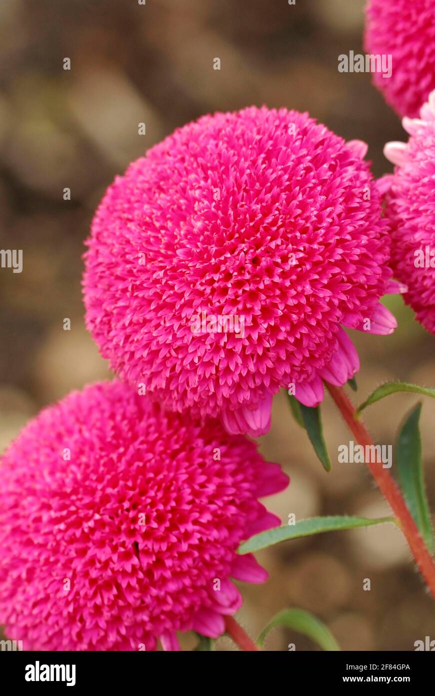Chinese (Aster) , Biedermeier brilliant pink (Callistephus chinensis, Callistephus sinensis chinensis) Stock Photo