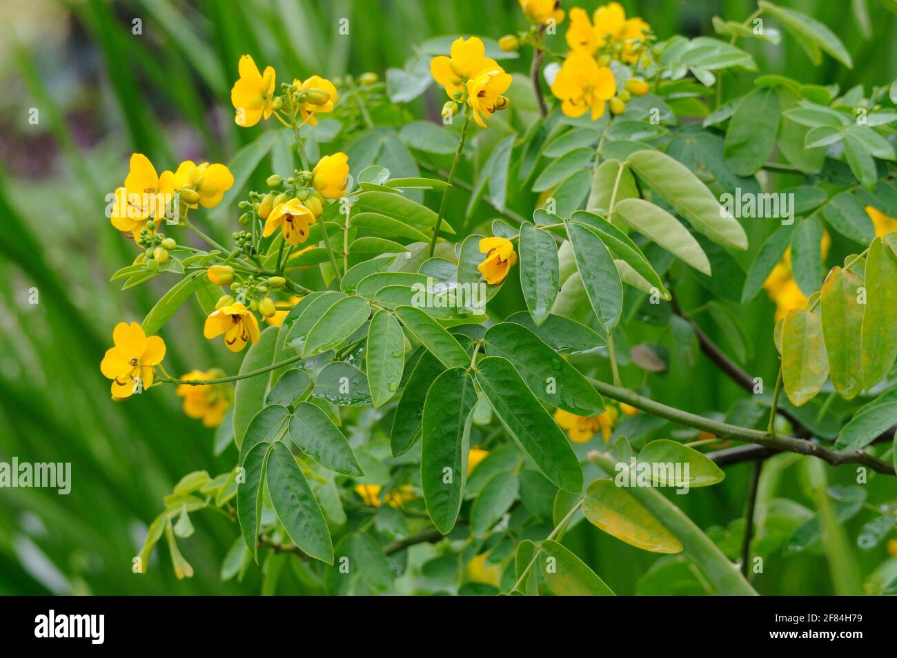 Senna (Senna) (Cassia angustfolia), Indian Stock Photo
