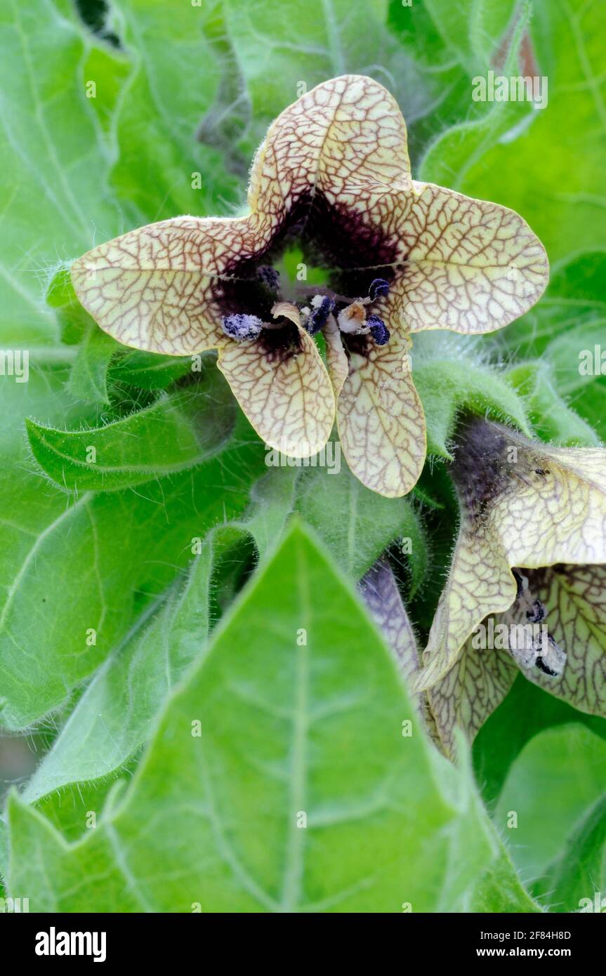 Black henbane (Hyoscyamus niger Stock Photo - Alamy