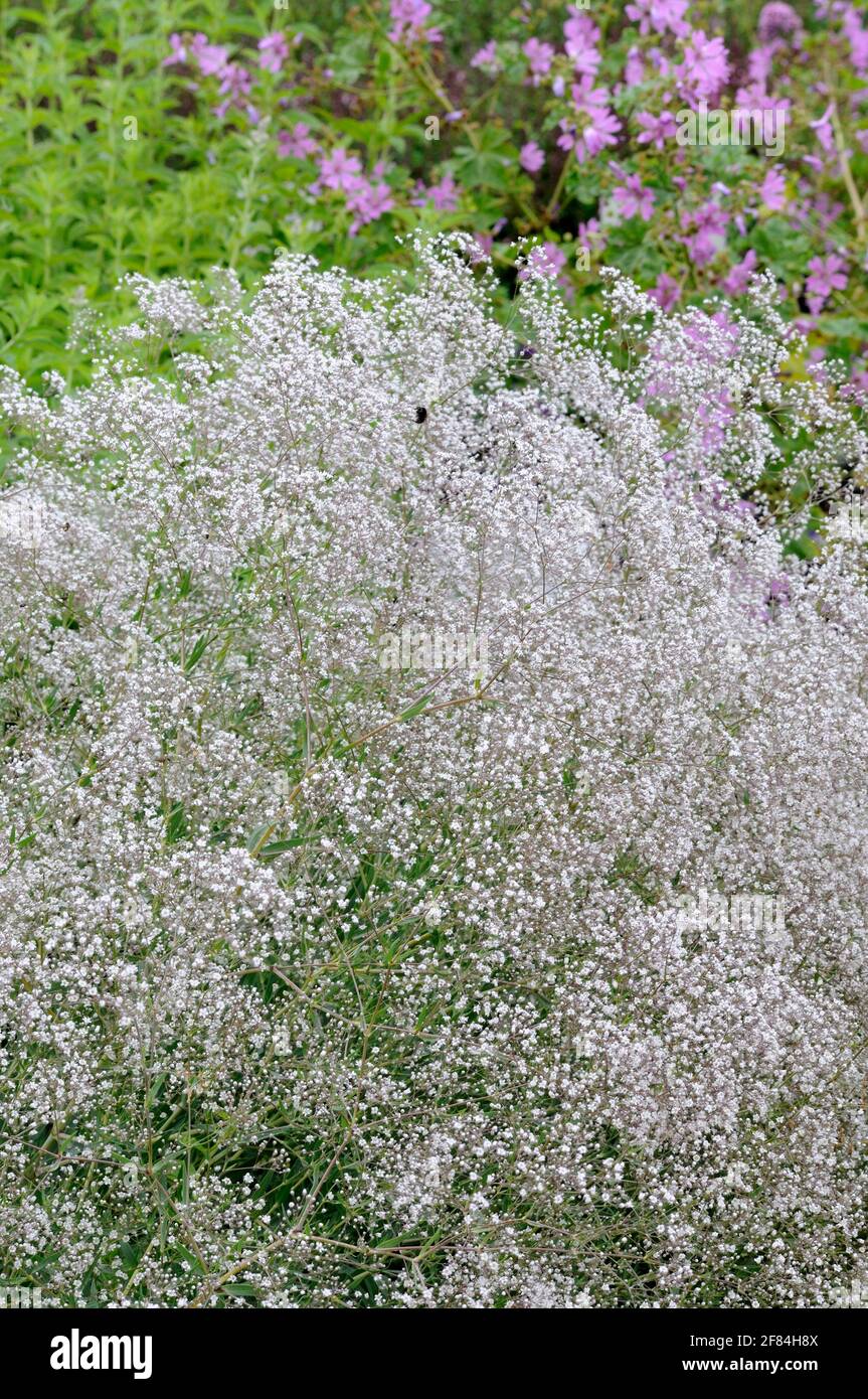 Rows Potted Pink Babys Breath Plant Stock Photo 1330999676