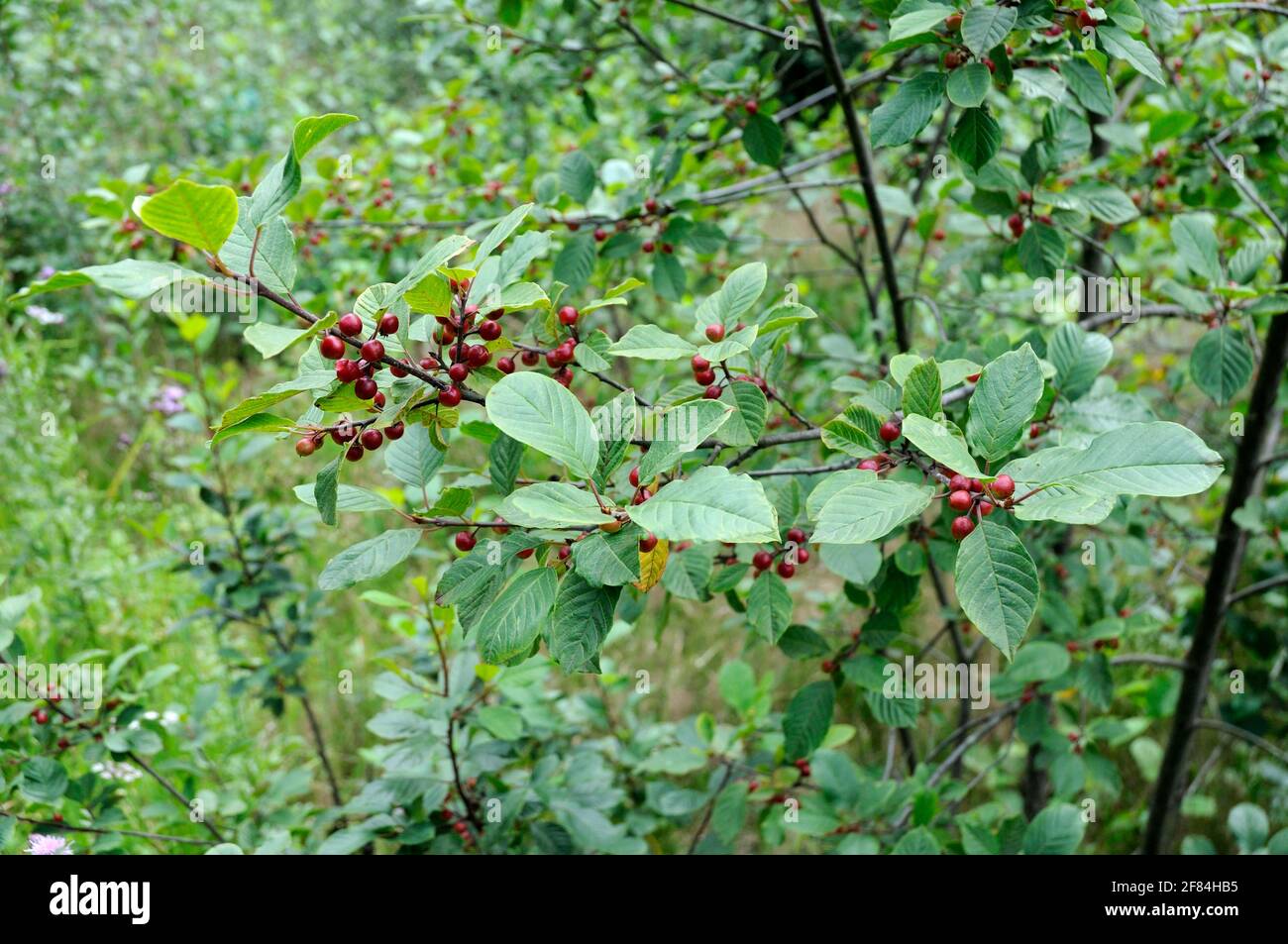 Alder buckthorn (Rhamnus frangula), buckthorn family (Rhamnaceae) Stock Photo