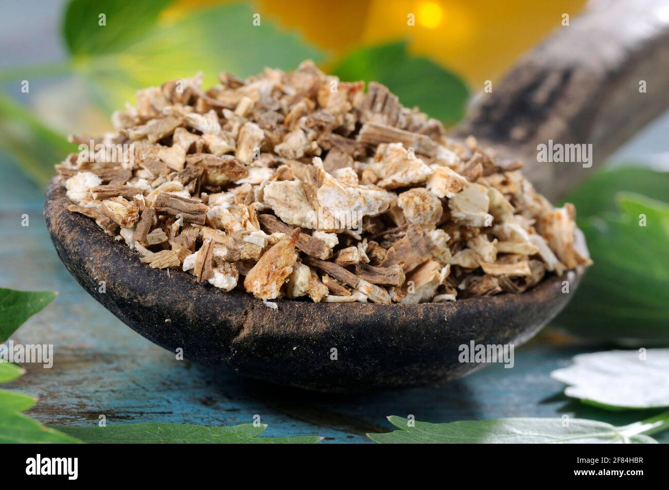 Lovage (Levisticum officinale), dried root, maggi-weed, lovage root Stock Photo