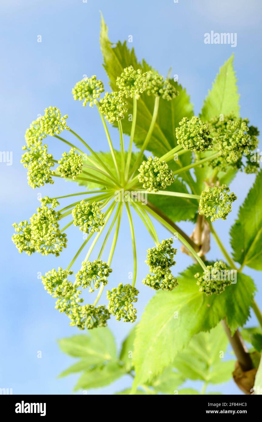 Angelica visual data 8