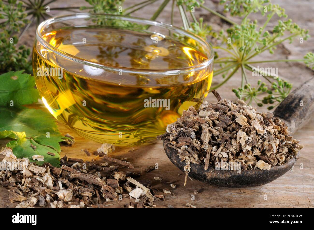 Genuine angelica, cup of angelica root tea, medicinal angelica