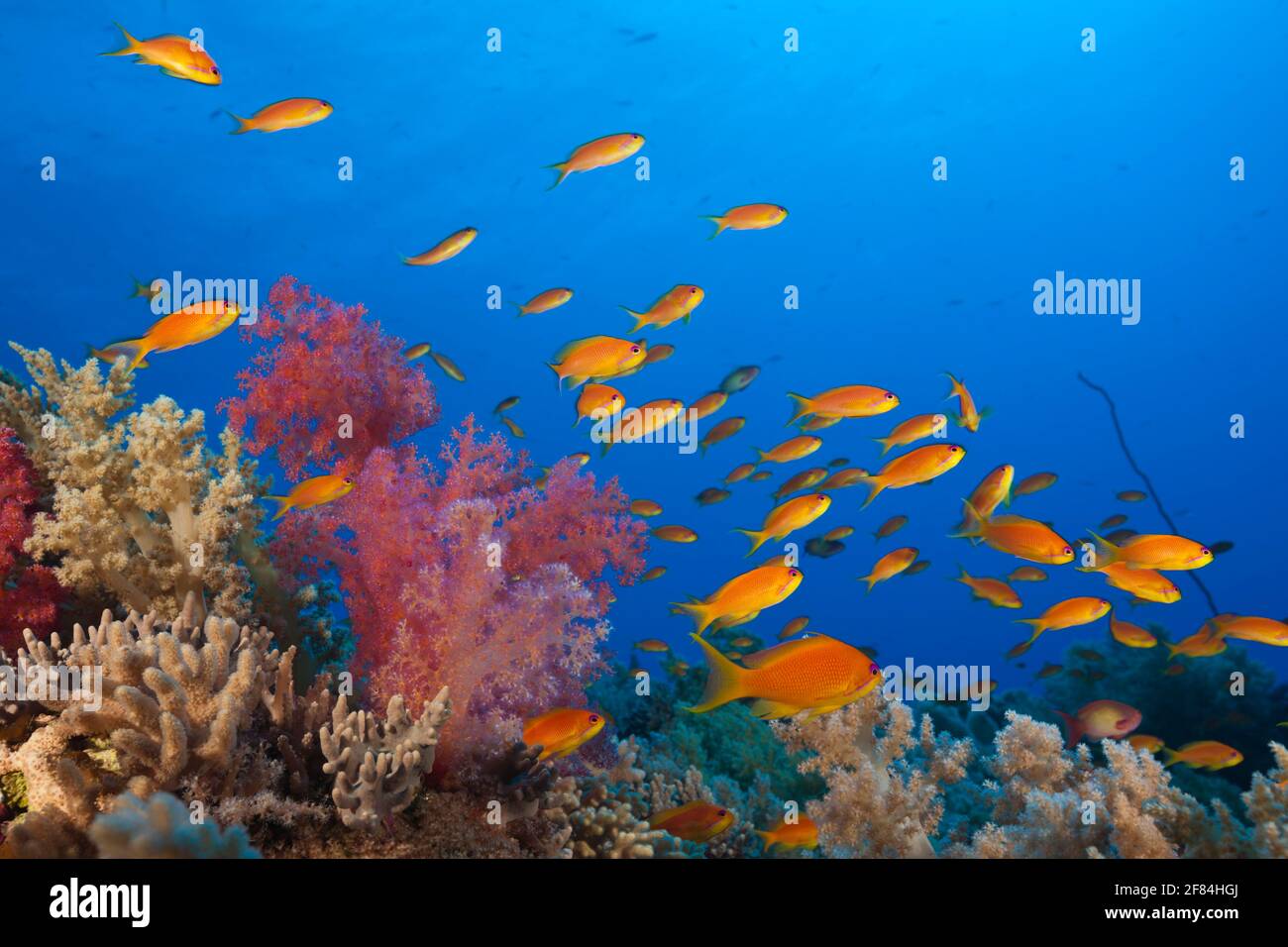 Harem flagfish on the reef (Pseudanthias squamipinnis), St. Johns, Red Sea, Egypt Stock Photo