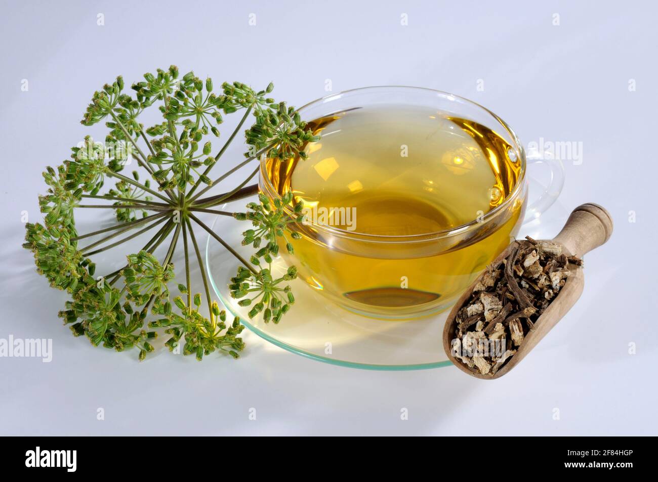 Genuine angelica, cup of angelica root tea, medicinal angelica