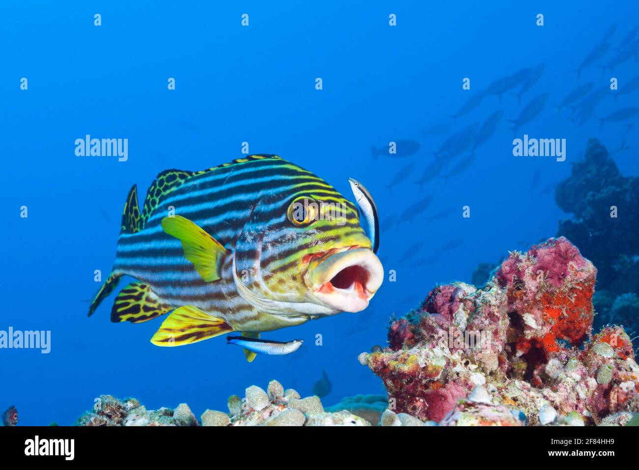 Oriental Sweetlips (Plectorhinchus vittatus) cleaned by Cleaner Wrasse, South Male Atoll, Maldives (Labroides dimidiatus) Stock Photo