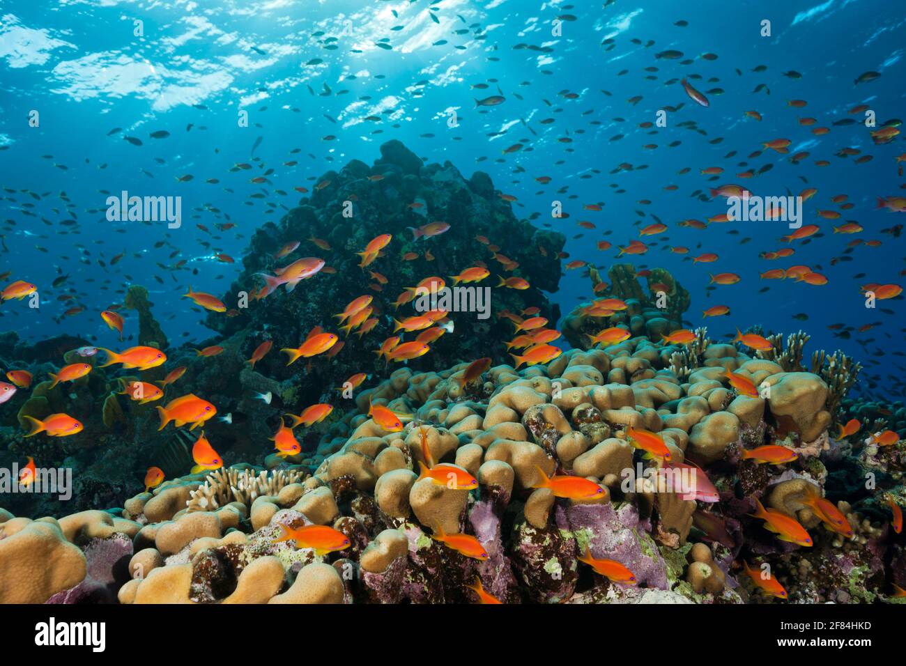 Harem flagfish on the reef (Pseudanthias squamipinnis), St. Johns, Red Sea, Egypt Stock Photo